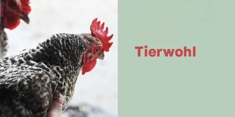 Modul_Tierwohl