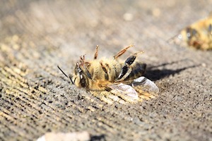 Hunderttausende Bienen mit Fipronil vergiftet