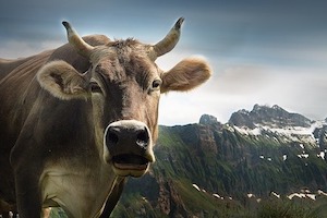 Neues Label der Schweizer Milchbranche: Grünes Mäntelchen für ein Weiter wie bisher