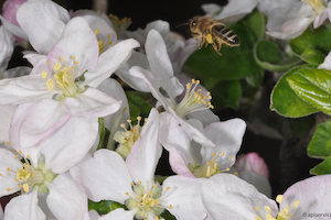 Bienen sind durch Pestizidmischungen bedroht