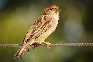 Neonicotinoide auch in Vögeln gefunden