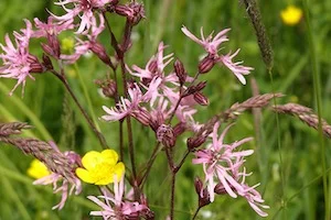 Biodiversitaet_300_200