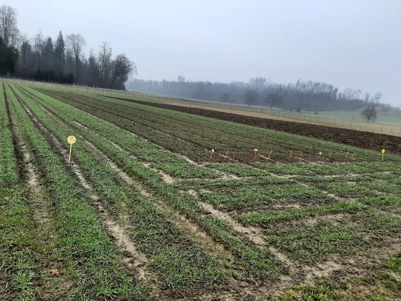 Freilandversuche mit gentechnisch veränderten Pflanzen (GVP)