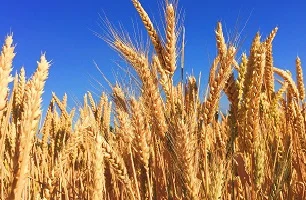 Getreide_300_200