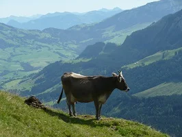 NKronberg_aa_300x200