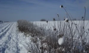 SaumGuendel_300_200