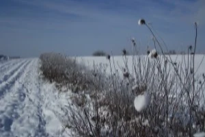 SaumGuendel_300_200