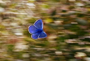 Sommervogel_300_200