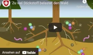 Wald_300_200