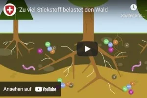 Wald_300_200