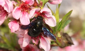 Wildbiene_Holzbiene_300_200