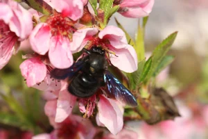 Wildbiene_Holzbiene_300_200