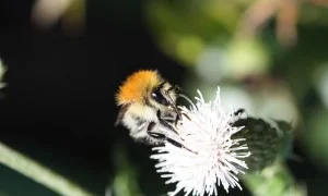 Wildbiene_Hummel_300_200