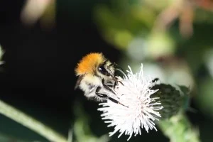 Wildbiene_Hummel_300_200