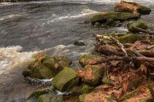 bach_300x200