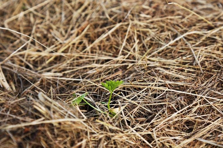 Sellerie im Mulch