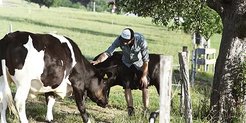 visionlandwirtschaft-milchproduktion-biologisch
