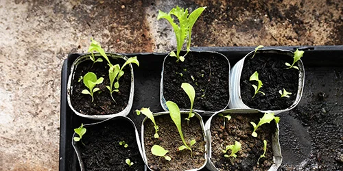 visionlandwirtschaft-setzlinge-biologisch