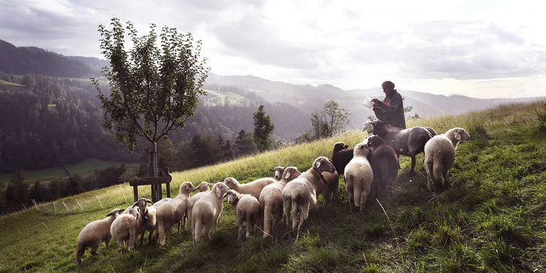 visionlandwirtschaft-landwirtschaft-tiere-bio-schafe