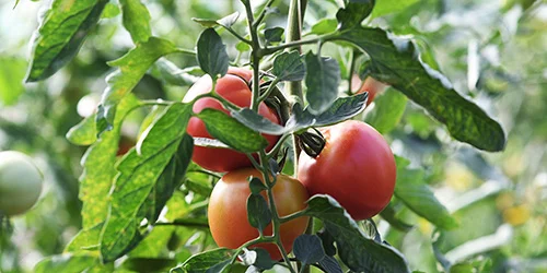 visionlandwirtschaft-gemuese-bio-tomaten