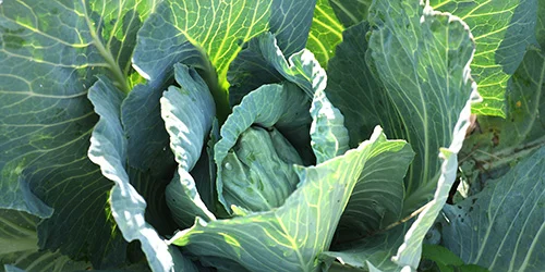 visionlandwirtschaft-gemuese-bio-wachstum