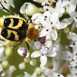 visionlandwirtschaft-biodiversitaet-nuetzlinge