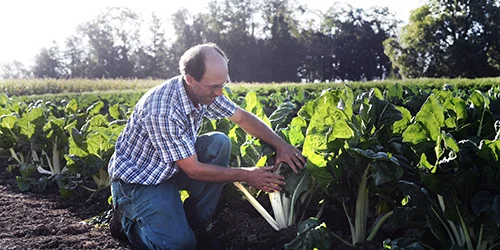 visionlandwirtschaft-bio-gemuese-produktion-kleinraeumig