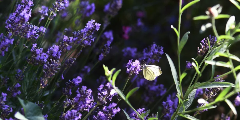 visionlandwirtschaft-biodiversitaet-schmetterling