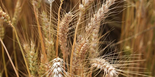 visionlandwirtschaft-gerste-selbstversorgung-biologisch