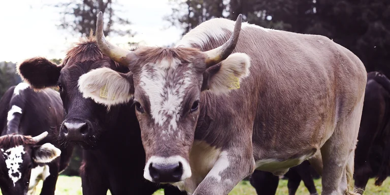 visionlandwirtschaft-landwirtschaft-grasland-fleisch-kuehe