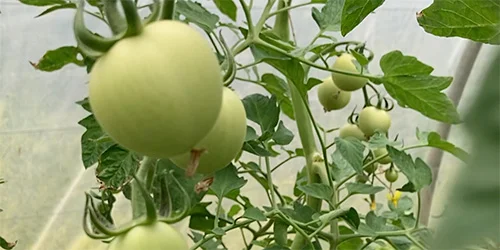 visionlandwirtschaft-biodiversitaet-tomaten