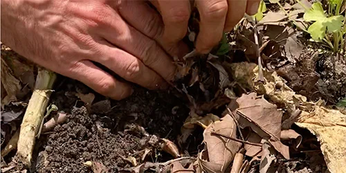 visionlandwirtschaft-biodiversitaet-mulch