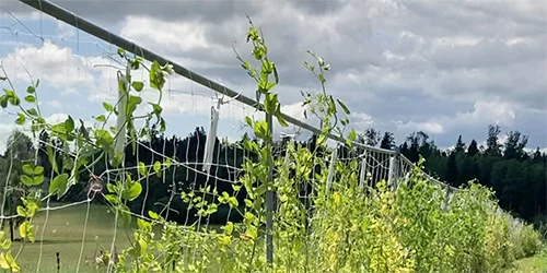 visionlandwirtschaft-biodiversitaet-hecke