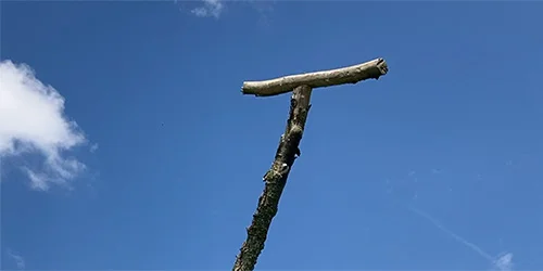 visionlandwirtschaft-biodiversitaet-nuetzlinge-voegel