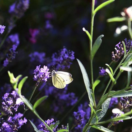visionlandwirtschaft-biodiversitaet-schmetterling