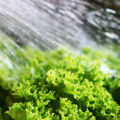 visionlandwirtschaft-ernaehrung-wasser-leben-bio-salat