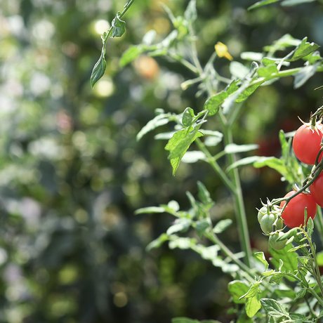 visionlandwirtschaft-landwirtschaft-tomaten-bio