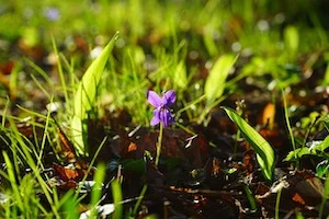 wald-violet_300_200